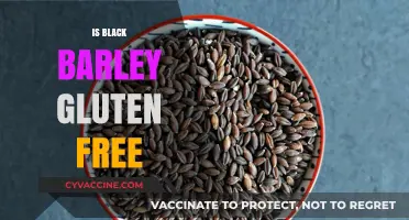 Exploring the Gluten-Free Status of Black Barley: A Complete Guide