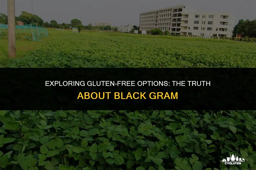 is black gram gluten free
