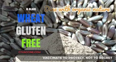 Exploring the Benefits of Black Wheat: A Gluten-Free Alternative?