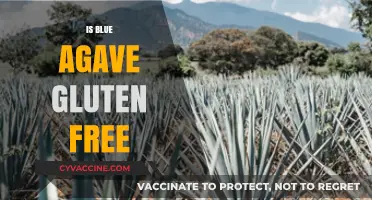 Exploring Blue Agave: A Gluten-Free Sweetener Alternative