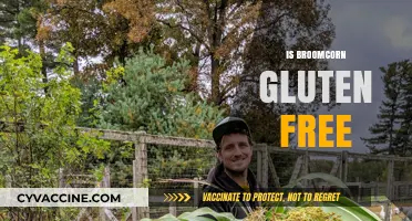 Is Broomcorn Gluten Free? Uncovering the Truth for Celiac Diets