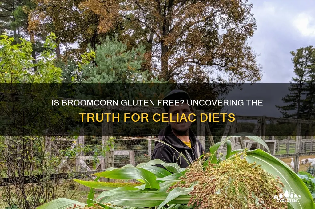 is broomcorn gluten free