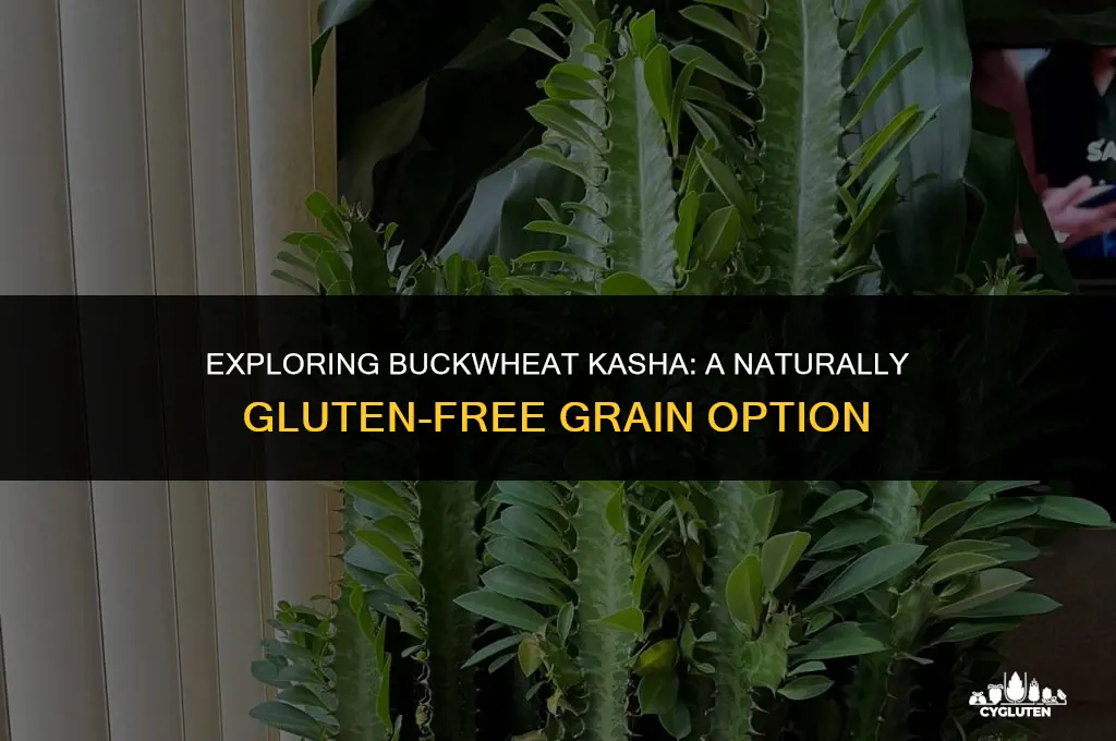 is buckwheat kasha gluten free