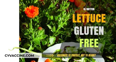 Exploring Gluten-Free Diets: Is Butter Lettuce a Safe Choice?