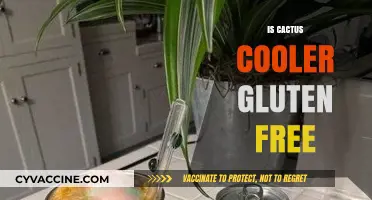 Exploring the Desert Delight: Is Cactus Cooler Gluten-Free?