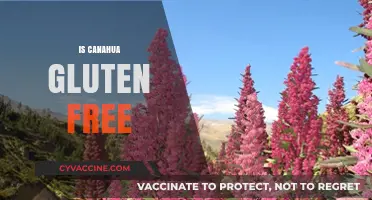 Is Canahua Gluten-Free? Unveiling the Ancient Grain's Dietary Benefits