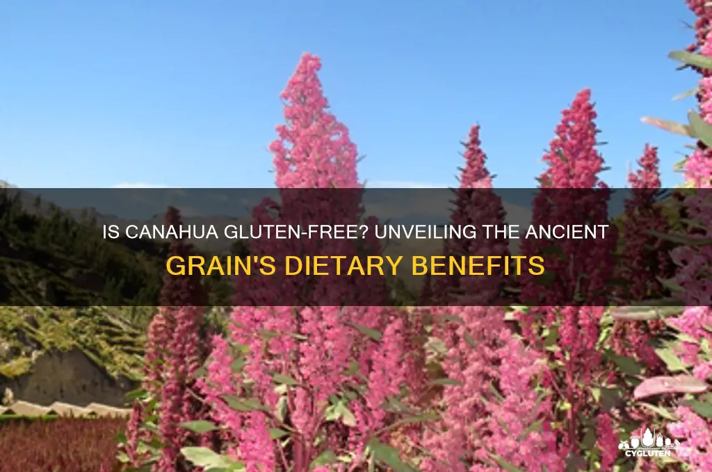 is canahua gluten free