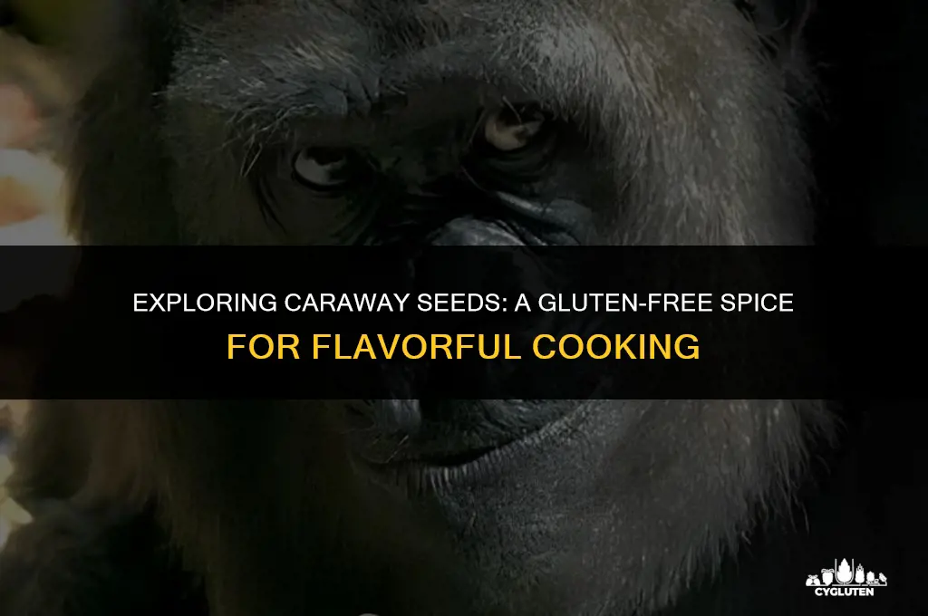 is caraway seed gluten free
