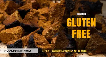 Is Chaga Gluten-Free? Exploring the Fungus's Dietary Compatibility