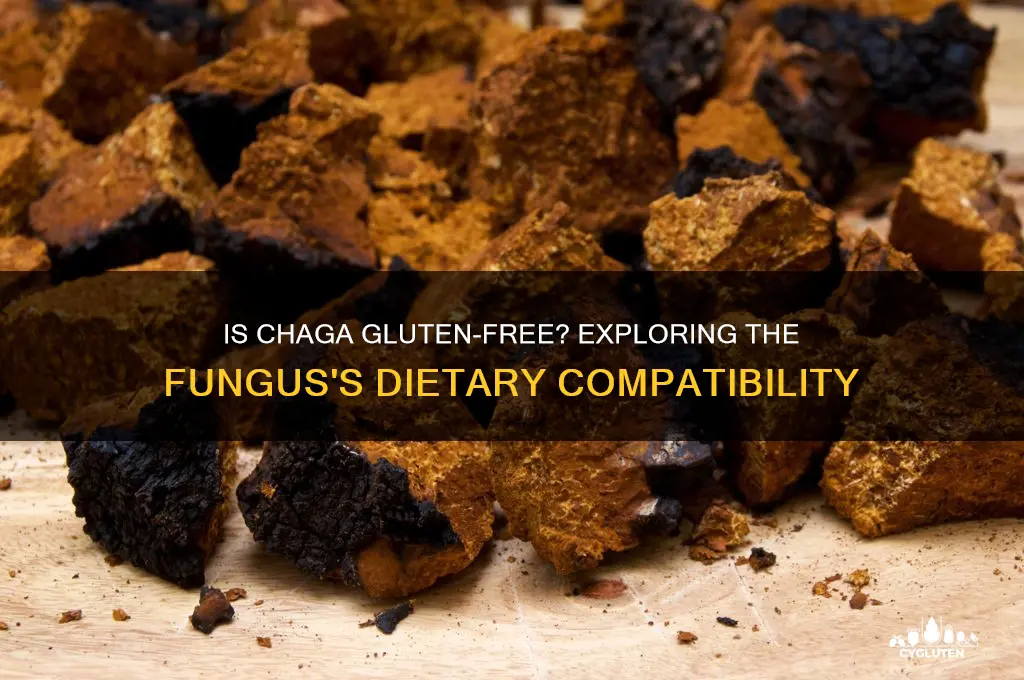 is chaga gluten free