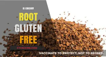 Is Chicory Root Gluten-Free? A Comprehensive Guide for Dietary Needs