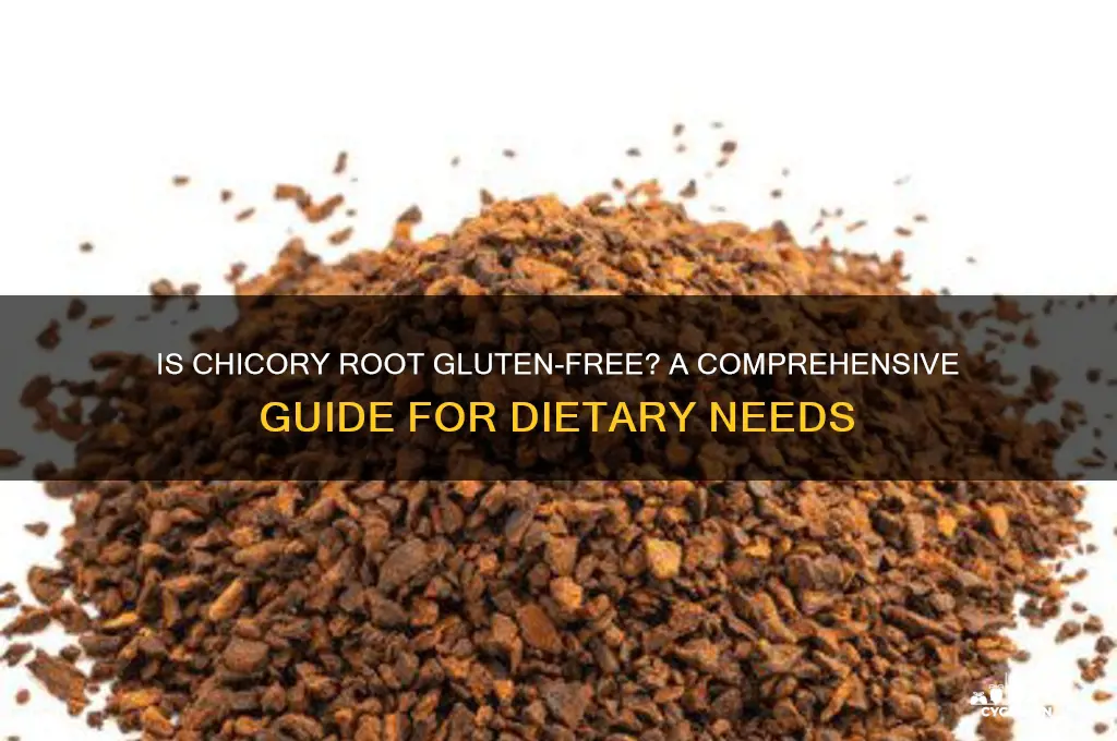 is chicory root gluten free