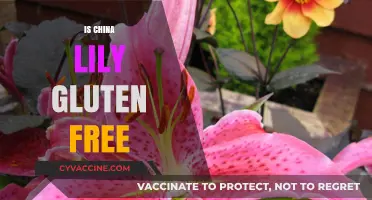 Is China Lily Gluten Free? A Comprehensive Guide to Safe Cooking