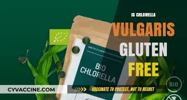 Is Chlorella Vulgaris Gluten-Free? Unveiling the Truth for Health-Conscious Consumers
