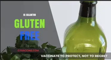 Is Cilantro Gluten Free? A Comprehensive Guide to Cilantro and Gluten