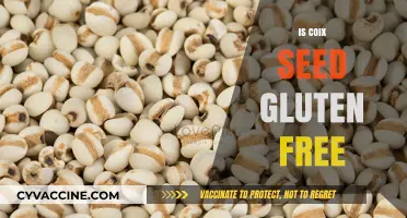 Is Coix Seed Gluten-Free? A Comprehensive Guide to Its Safety
