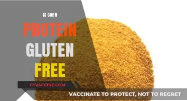 Exploring Corn Protein: A Gluten-Free Alternative for Health-Conscious Diets