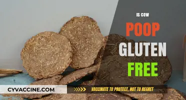 Exploring the Surprising Truth: Is Cow Poop Gluten-Free?