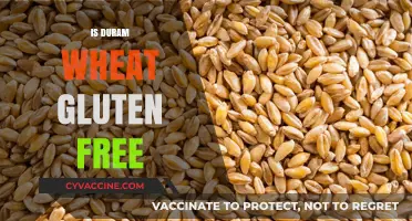 Is Durum Wheat Gluten-Free? Understanding Its Role in Diets