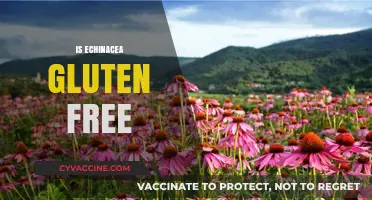 Is Echinacea Gluten-Free? A Comprehensive Guide for Health-Conscious Users