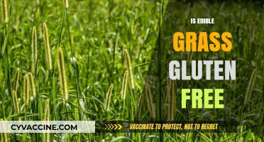Is Edible Grass Gluten-Free? A Comprehensive Guide to Safe Consumption