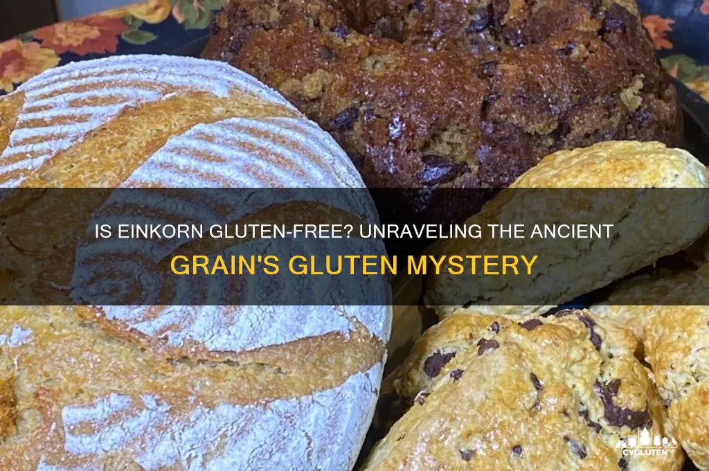 is einkorn gluten free