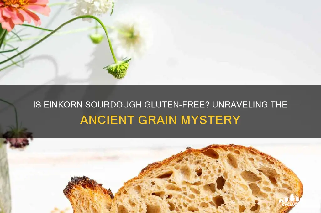 is einkorn sourdough gluten free