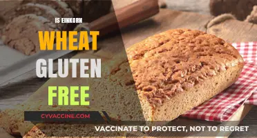 Is Einkorn Wheat Gluten-Free? Unraveling the Ancient Grain Mystery