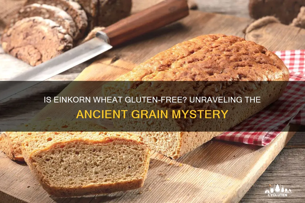 is einkorn wheat gluten free
