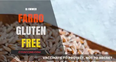 Is Emmer Farro Gluten-Free? Unraveling the Grain Mystery