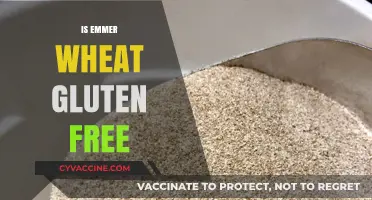 Is Emmer Wheat Gluten-Free? Unraveling the Ancient Grain Mystery