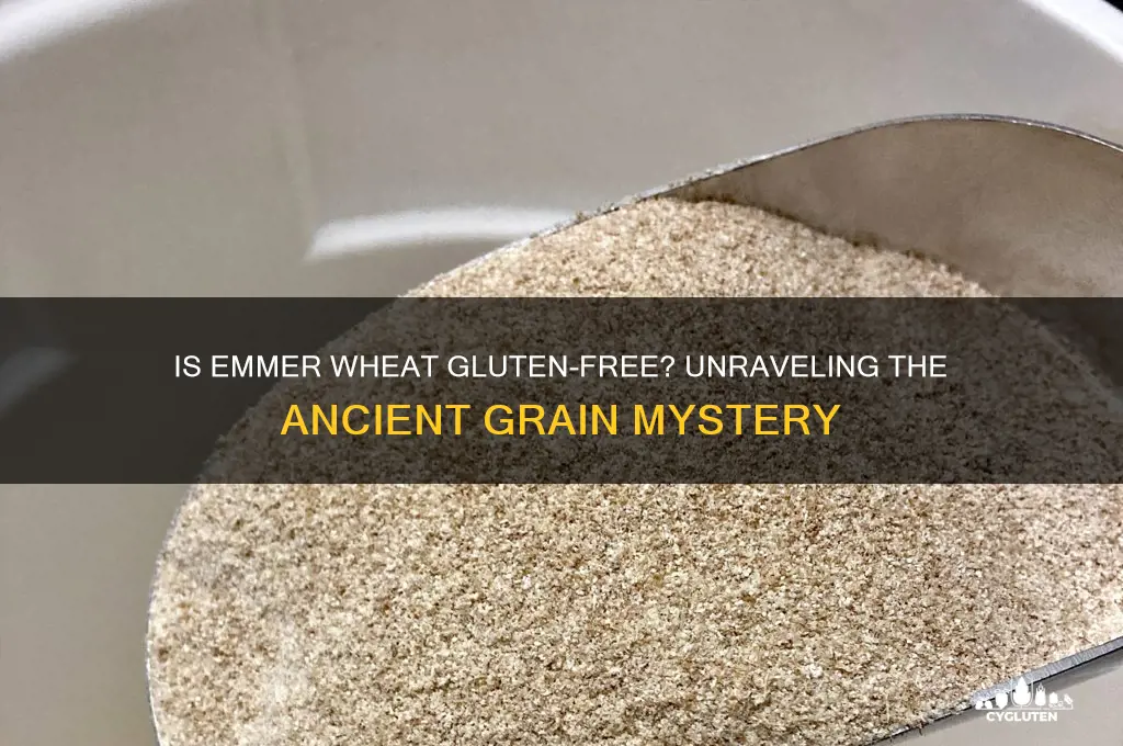 is emmer wheat gluten free
