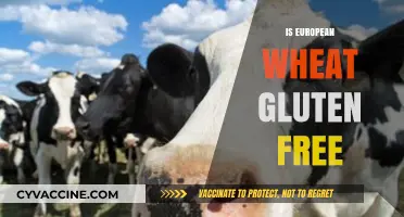 Is European Wheat Gluten-Free? Unraveling the Facts for Celiac Sufferers