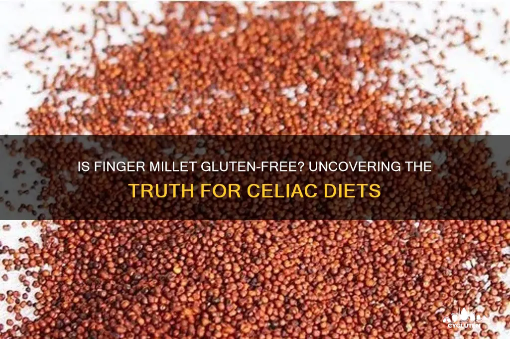 is finger millet gluten free