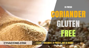 Is Fresh Coriander Gluten-Free? A Clear Answer for Your Diet