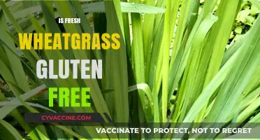 Is Fresh Wheatgrass Gluten-Free? Unraveling the Truth for Health-Conscious Consumers