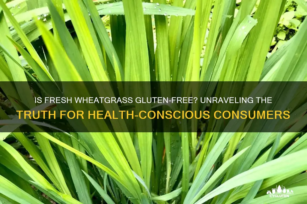 is fresh wheatgrass gluten free