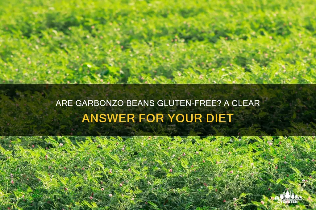is garbonzo beans gluten free