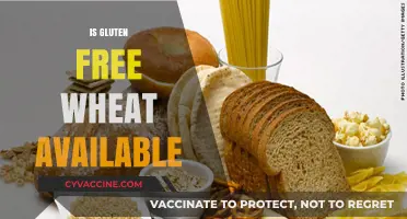 Exploring Gluten-Free Wheat Options: Availability and Benefits Explained