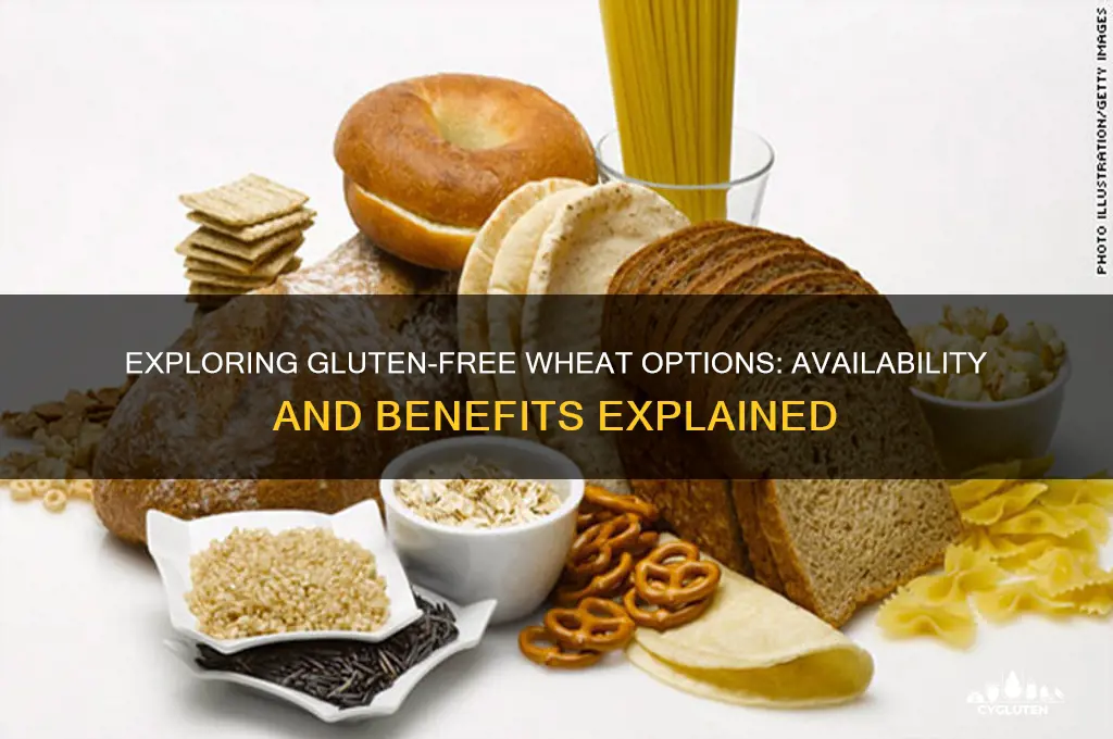 is gluten free wheat available