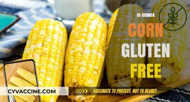 Is Guinea Corn Gluten-Free? Unraveling the Facts for a Healthy Diet