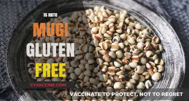 Is Hato Mugi Gluten-Free? Uncovering the Truth About This Ancient Grain