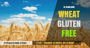 Is Heirloom Wheat Gluten-Free? Unraveling the Ancient Grain Mystery