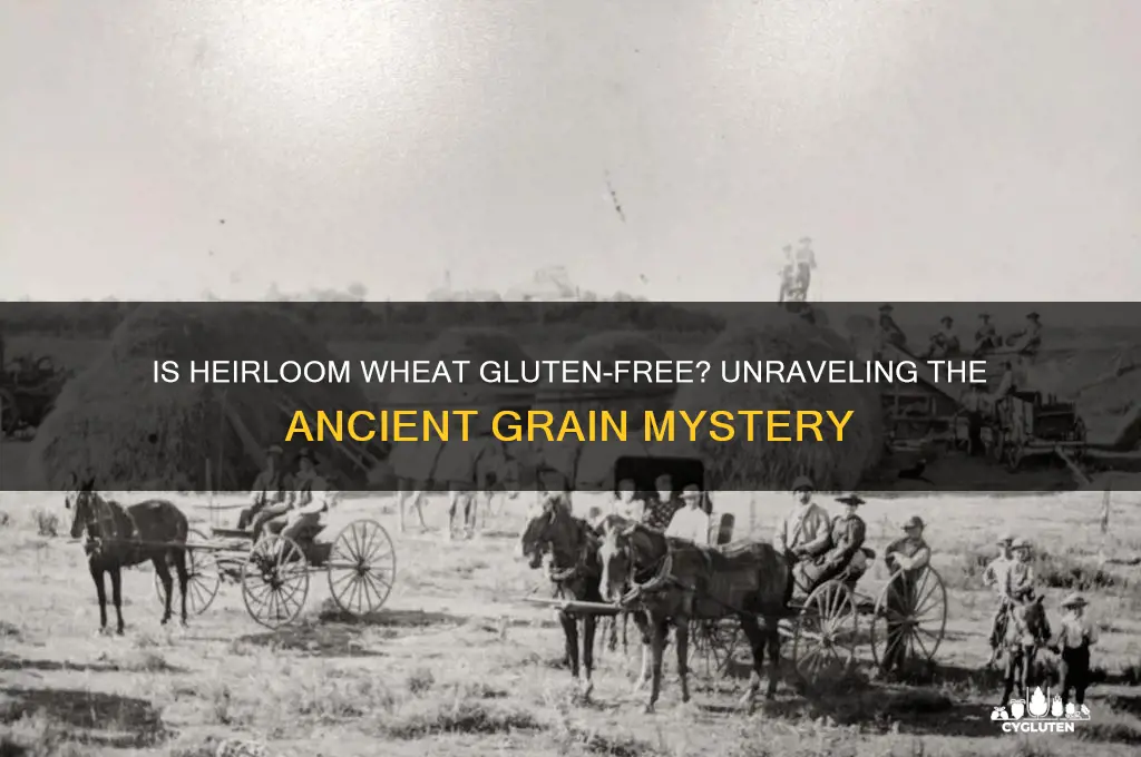 is heirloom wheat gluten free