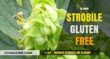 Are Hops Strobiles Gluten-Free? Unraveling the Truth for Beer Lovers