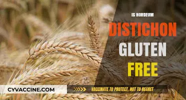 Is Hordeum Distichon Gluten-Free? Unraveling the Truth About This Grain