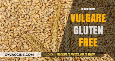 Is Hordeum Vulgare Gluten-Free? Unraveling the Barley Mystery