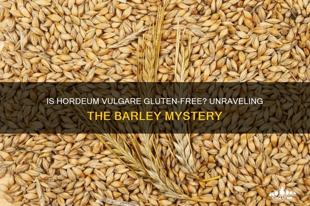 is hordeum vulgare gluten free