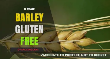 Is Hulled Barley Gluten-Free? Unraveling the Truth for Your Diet