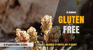 Is Isabgol Gluten-Free? Exploring Its Safety for Celiac Diets